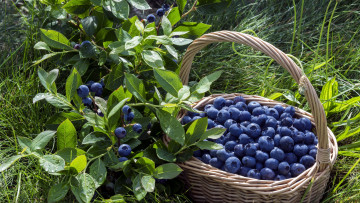 Картинка еда голубика +черника трава черника корзина