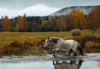 Картинка животные лошади лошадь