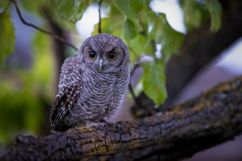 Картинка животные совы сова