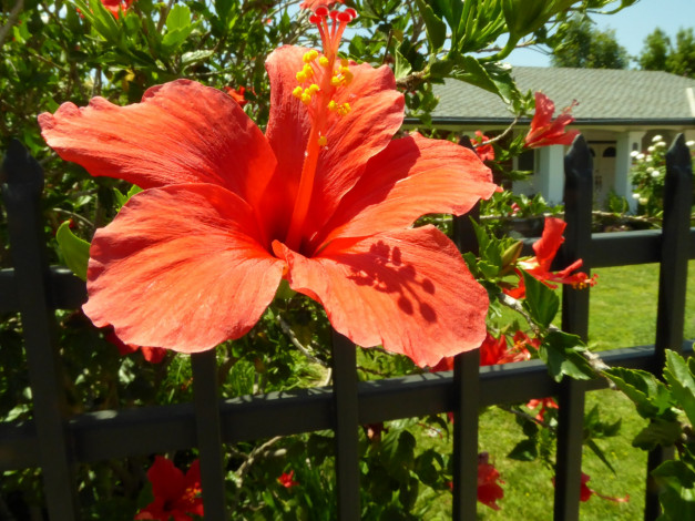 Обои картинки фото цветы, гибискусы, красный, гибискус, макро