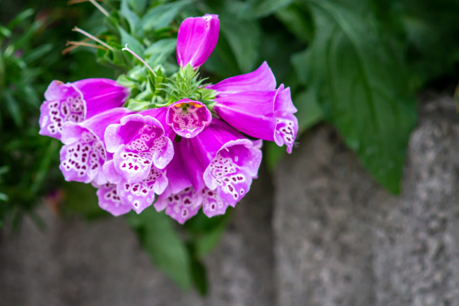 Обои картинки фото цветы, дигиталис , наперстянка, розовый, дигиталис, макро