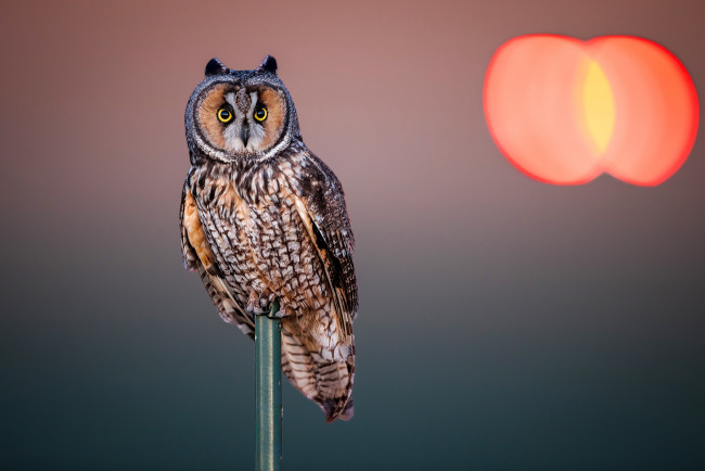 Обои картинки фото животные, совы, сова