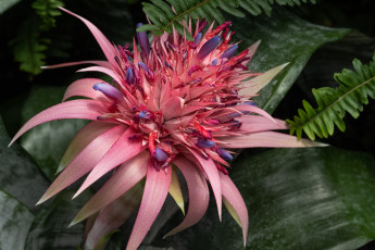 Картинка эхмея+полосатая цветы цветок