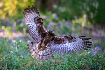 Картинка животные птицы+-+хищники птица