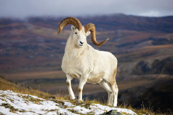 обоя баран далла, dall sheep, животные, овцы,  бараны, баран, далла, dall, sheep