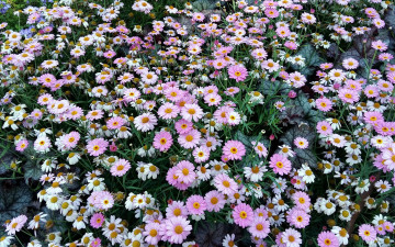 Картинка цветы разные+вместе клумба