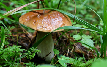 Картинка природа грибы боровик