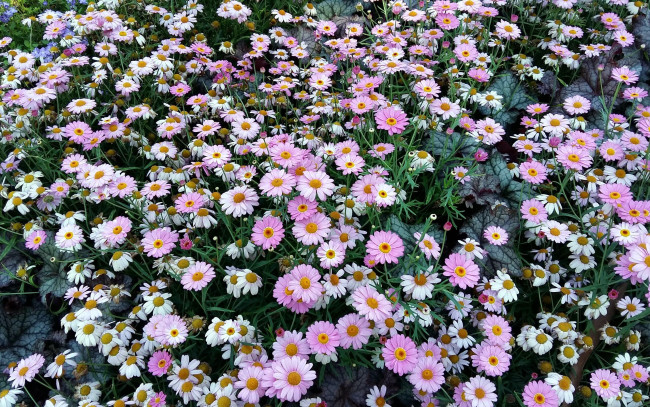 Обои картинки фото цветы, разные вместе, клумба