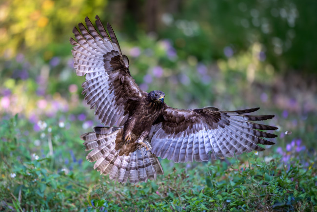 Обои картинки фото животные, птицы - хищники, птица