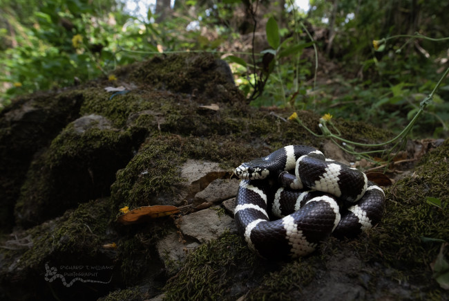 Обои картинки фото животные, змеи,  питоны,  кобры, змея