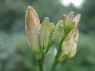 Картинка цветы лилии лилейники