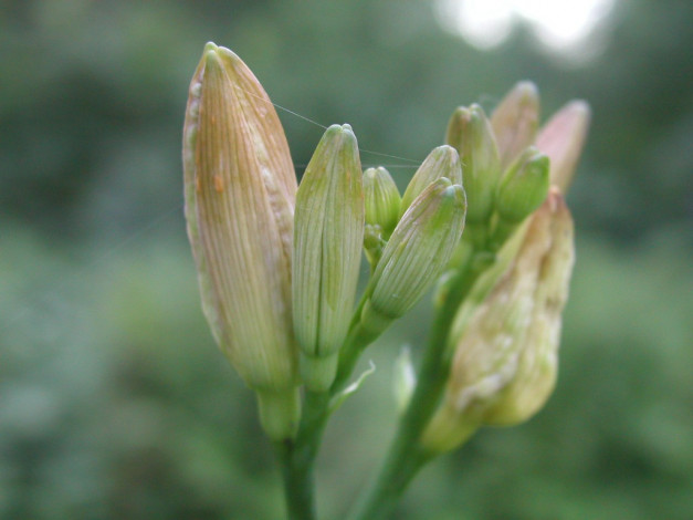 Обои картинки фото цветы, лилии, лилейники