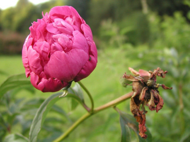 Обои картинки фото цветы, пионы