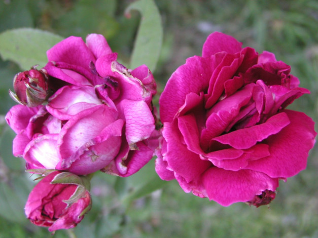 Обои картинки фото цветы, розы