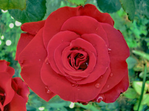 Картинка цветы розы