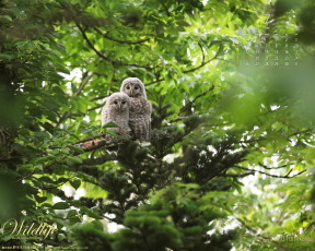 обоя календари, животные