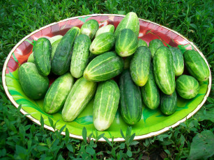 Картинка еда огурцы