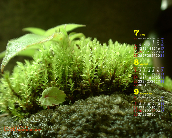 Обои картинки фото календари, природа