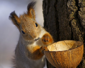 Картинка животные белки белка скорлупа