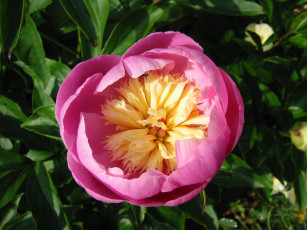 Картинка цветы пионы пион