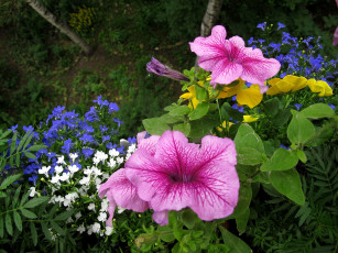 Картинка цветы разные вместе петуния