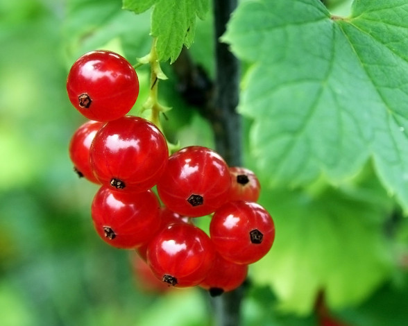Обои картинки фото природа, Ягоды, красная, смородина