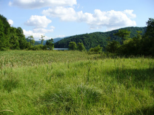 Картинка природа луга лес луг трава