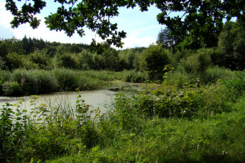 Картинка дания обенро природа реки озера река деревья