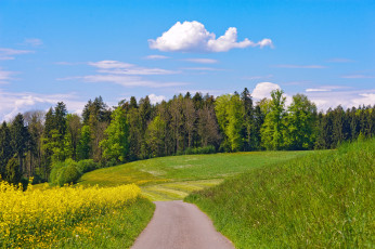 Картинка природа дороги деревья цветы облака луг