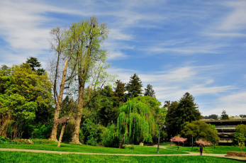 Картинка природа парк auckland