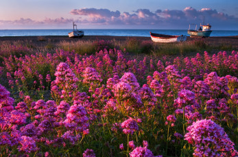 Картинка природа побережье цветы лодки море