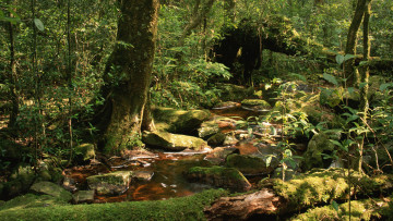 Картинка природа лес ручей солнце лучи