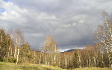 Картинка природа лес небо осень