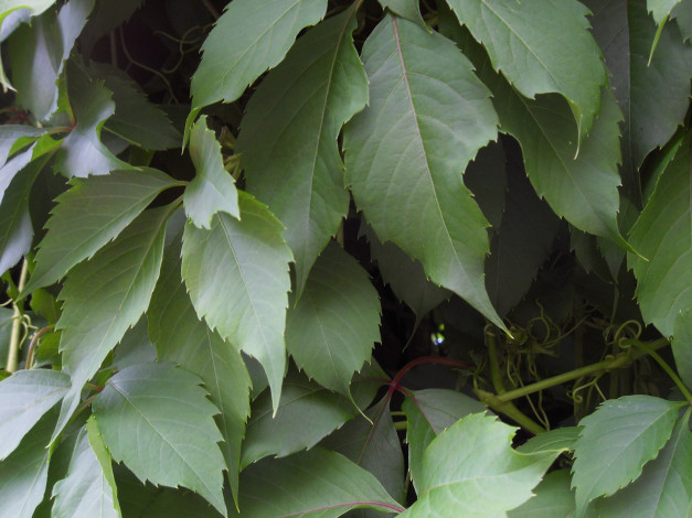 Обои картинки фото природа, листья