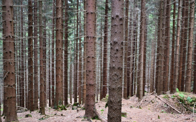 Обои картинки фото природа, лес, сосны