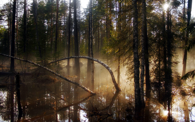 Обои картинки фото природа, лес, тишина, деревья, заболоченный