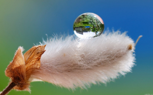 Обои картинки фото природа, макро, капля