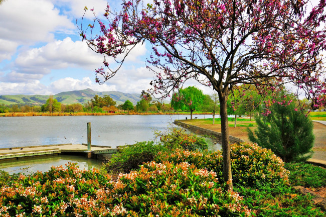 Обои картинки фото природа, парк, fremont