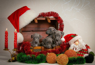 Картинка животные собаки игрушки щенята