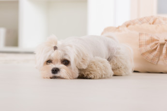 Картинка животные собаки взгляд болонка собака