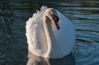 Картинка животные лебеди белый шея