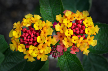 Картинка цветы лантана +вербена