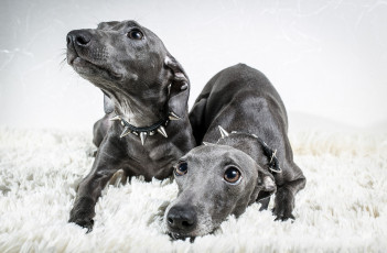 Картинка животные собаки взгляды глаза морды