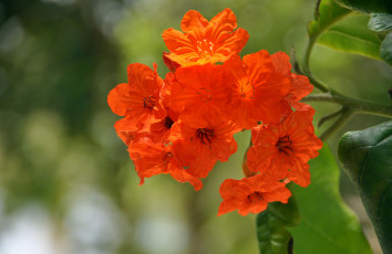 Картинка цветы красный