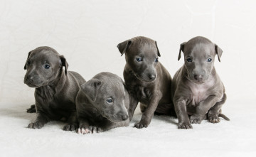 Картинка животные собаки щенки