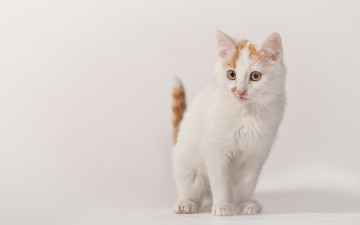 Картинка животные коты кошка