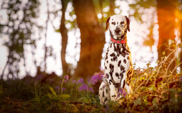 Картинка животные собаки собака далматин