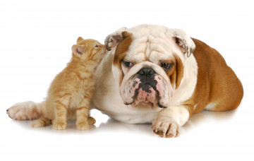 Картинка животные разные+вместе бульдог собака