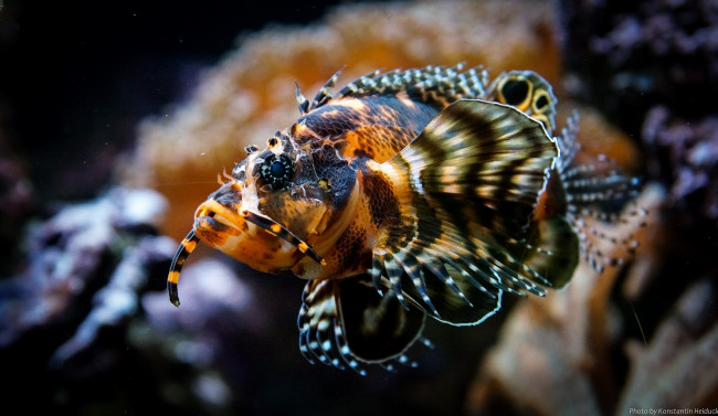 Обои картинки фото животные, рыбы, плавники, аквариум