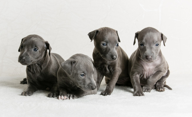 Обои картинки фото животные, собаки, щенки